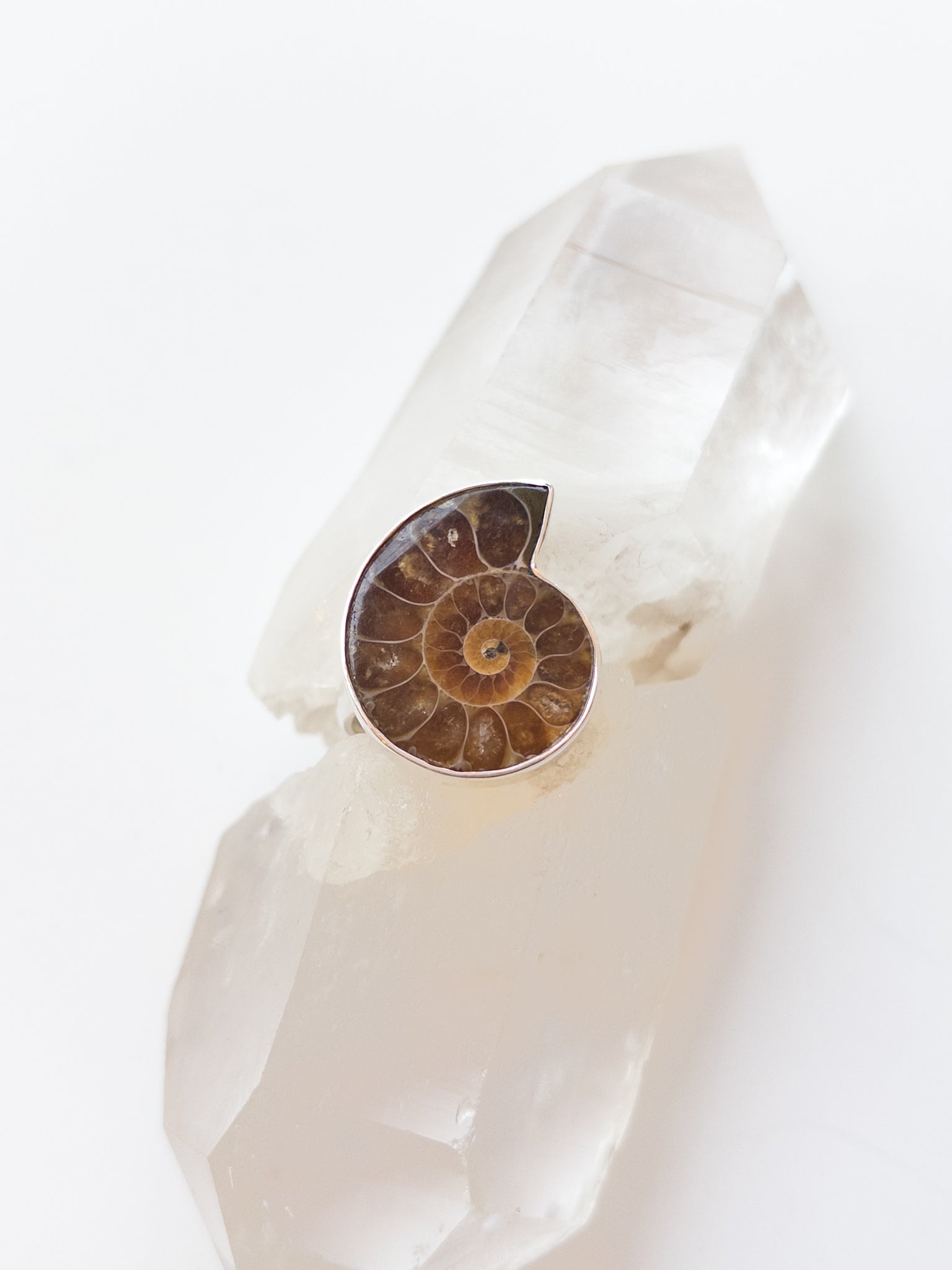 Ammonite Ring